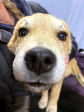 Enlarge Chewie, a ADOPTABLE mixed breed in Bedford Hills, NY image 5/6