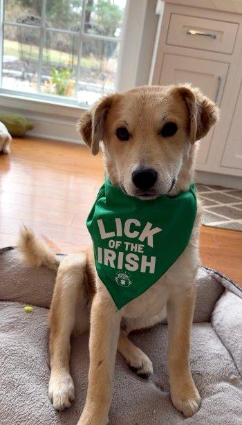 Chewie, ADOPTABLE, Puppy Male Shepherd & Great Pyrenees.