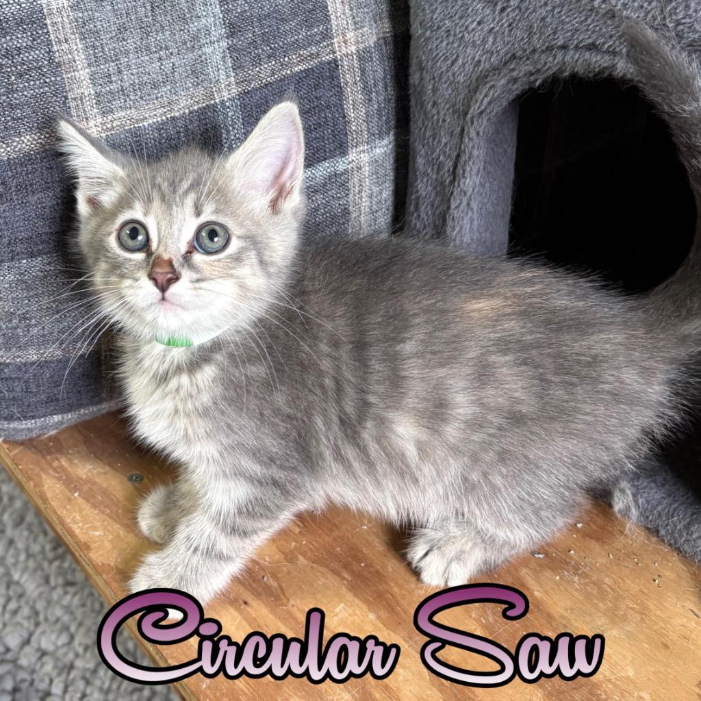 Circular Saw, Adoptable, Kitten Female Domestic Short Hair.