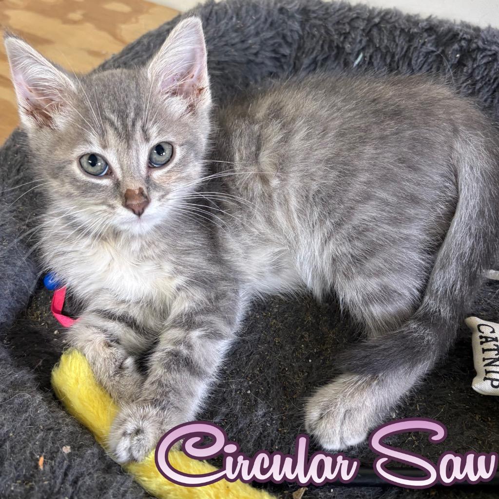 Enlarge Circular Saw, a Adoptable Domestic Short Hair in Hillsboro, OH image 2/3