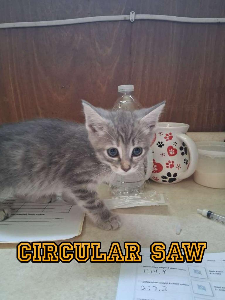 Enlarge Circular Saw, a Adoptable Domestic Short Hair in Hillsboro, OH image 3/3