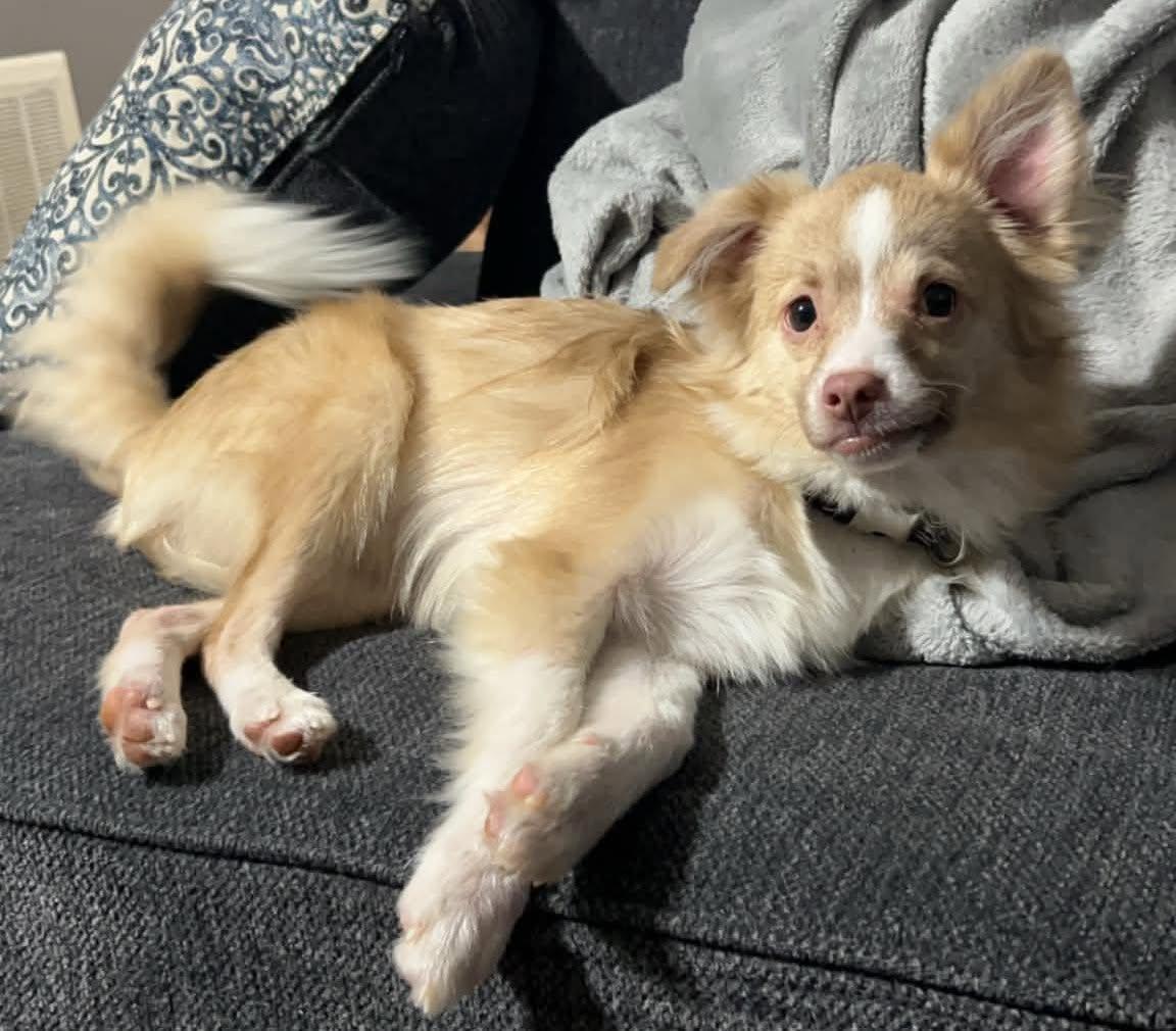 Dobby, Adoptable, Young Male Pomeranian & Chihuahua.
