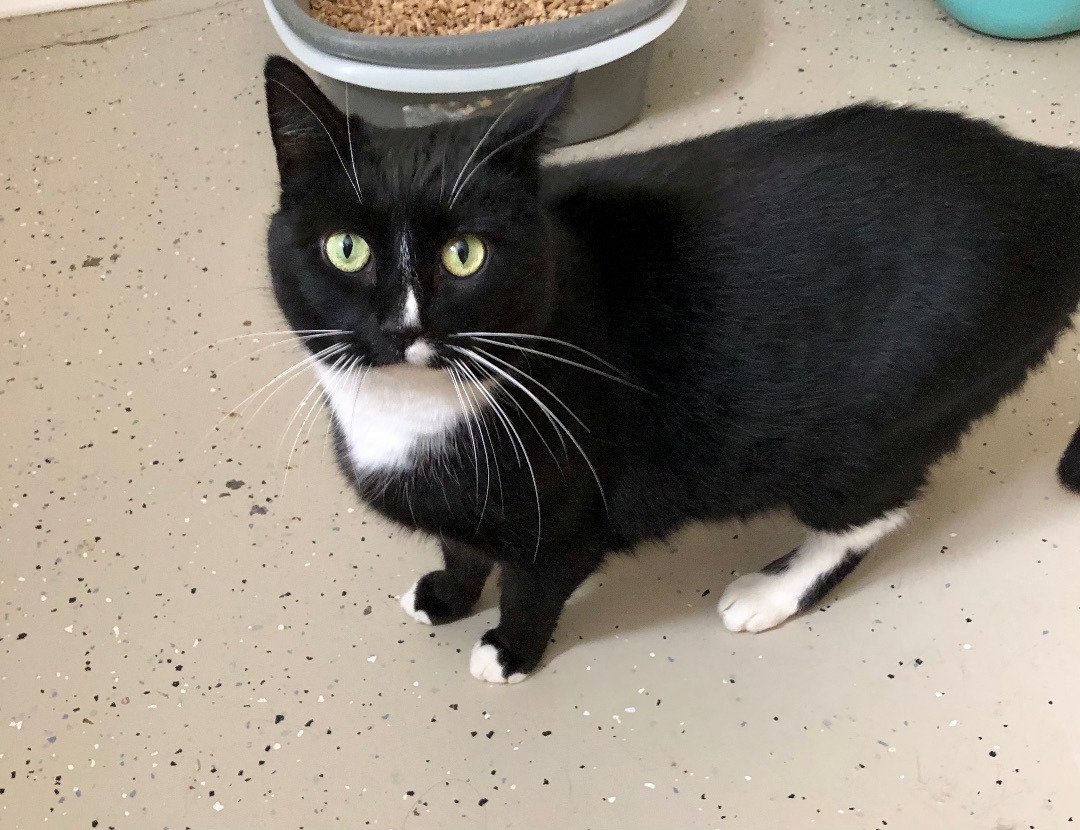 Dolly. (Declawed), Adopted, Adult Female Domestic Short Hair.