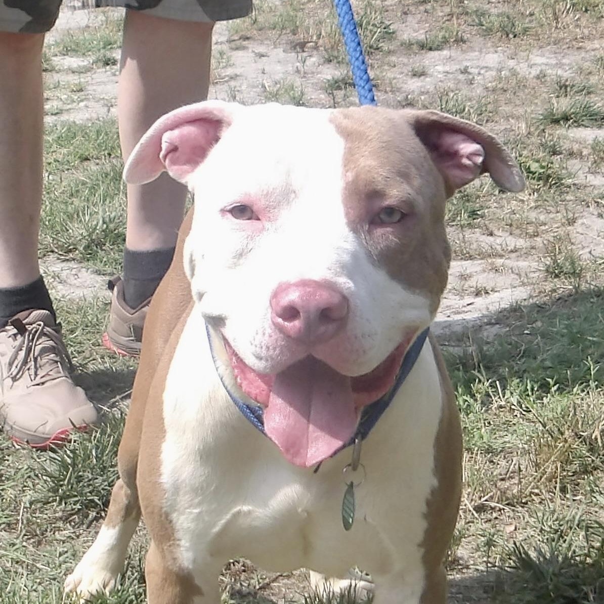 Enlarge August, a ADOPTABLE Pit Bull Terrier in Gloucester, VA image 3/3