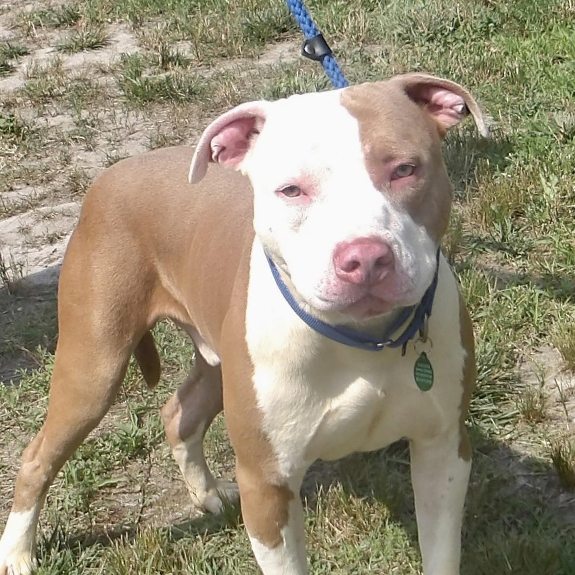 August, ADOPTABLE, Young Male Pit Bull Terrier.