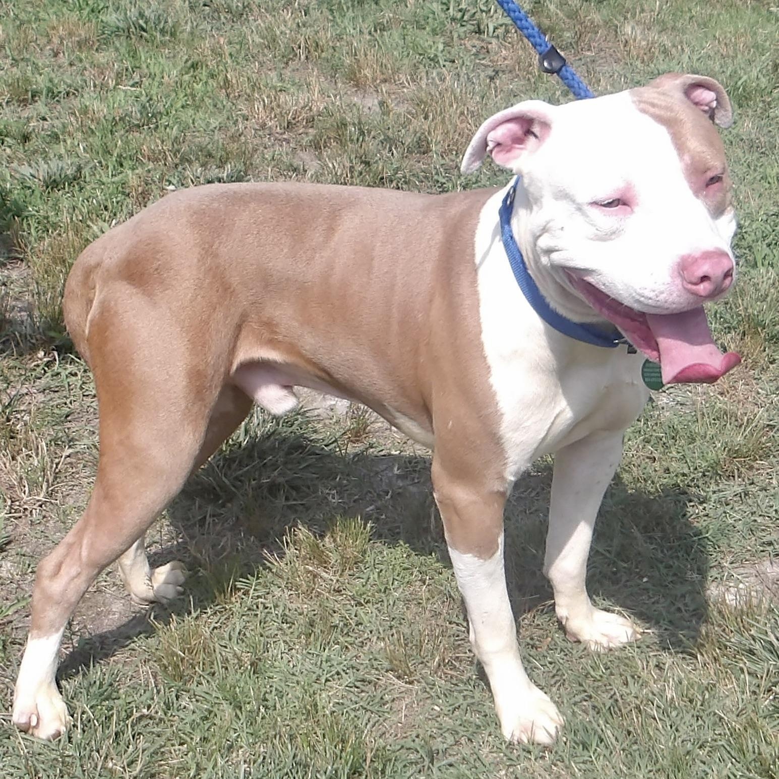 Enlarge August, a ADOPTABLE Pit Bull Terrier in Gloucester, VA image 2/3