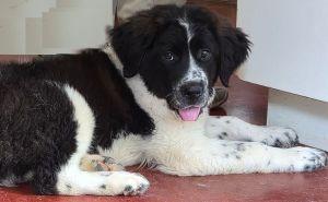 Nick, adopted, Puppy Male Newfoundland Dog.