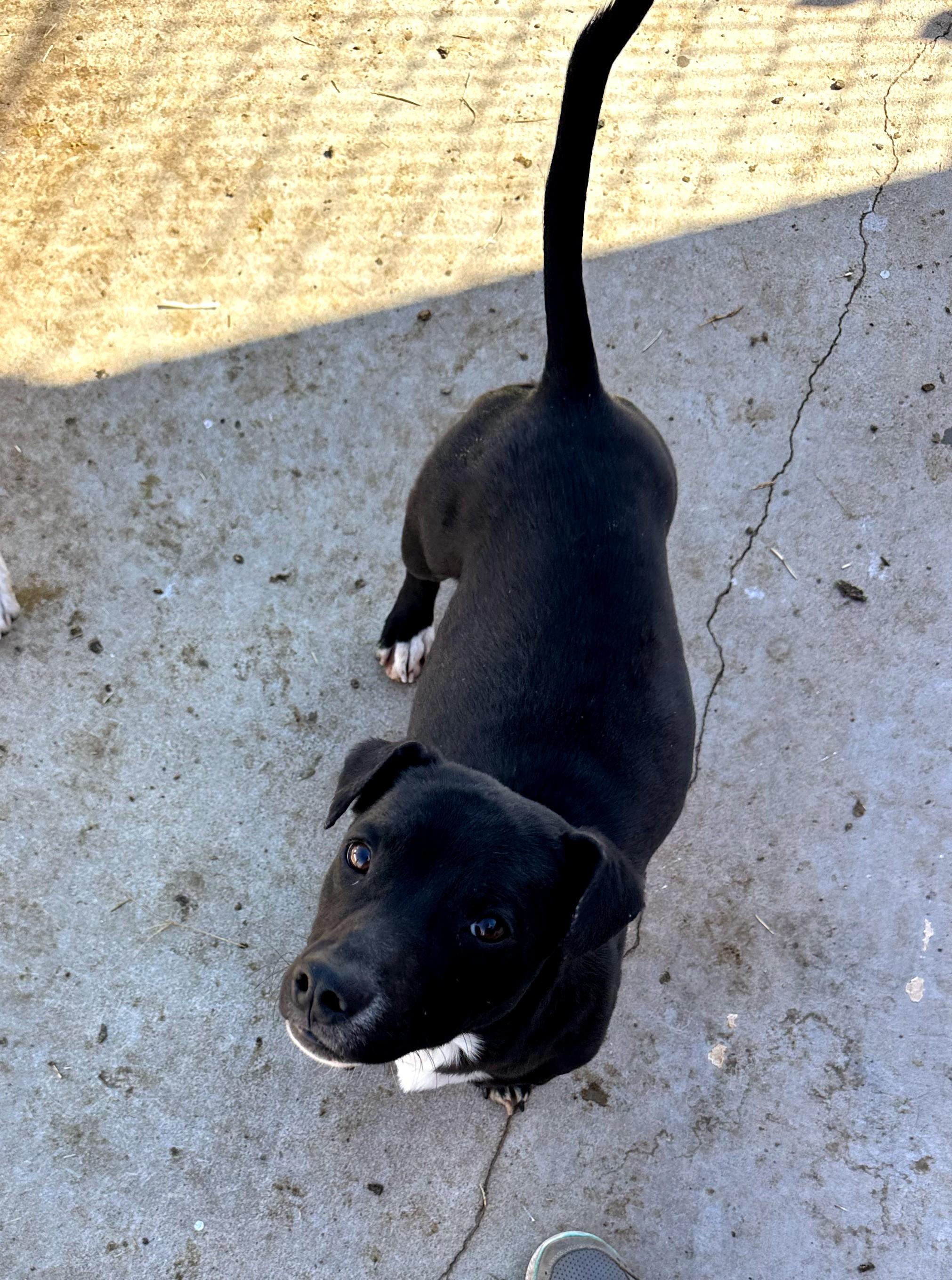 Wyatt — thumbnail 2