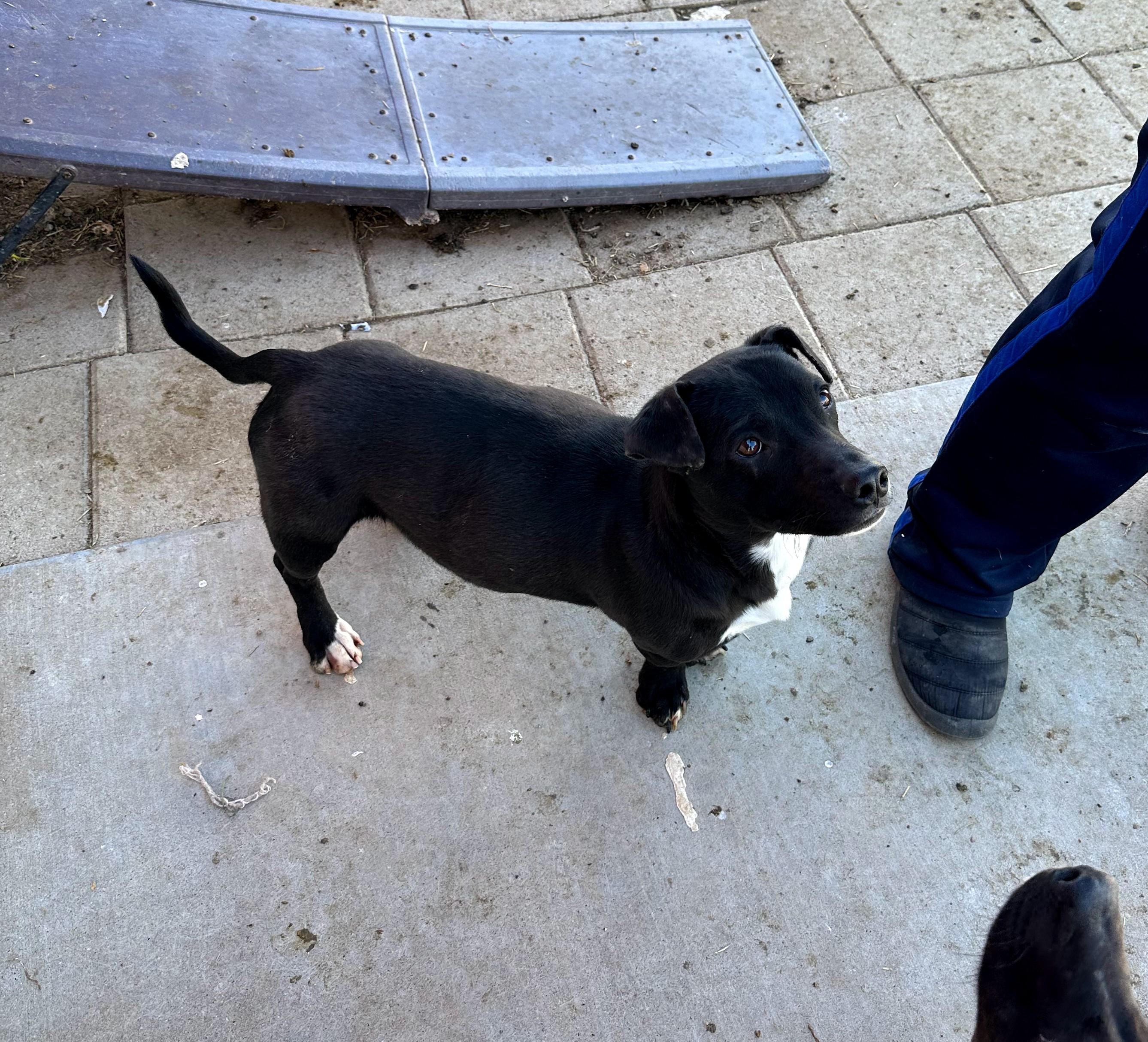 Wyatt — thumbnail 3