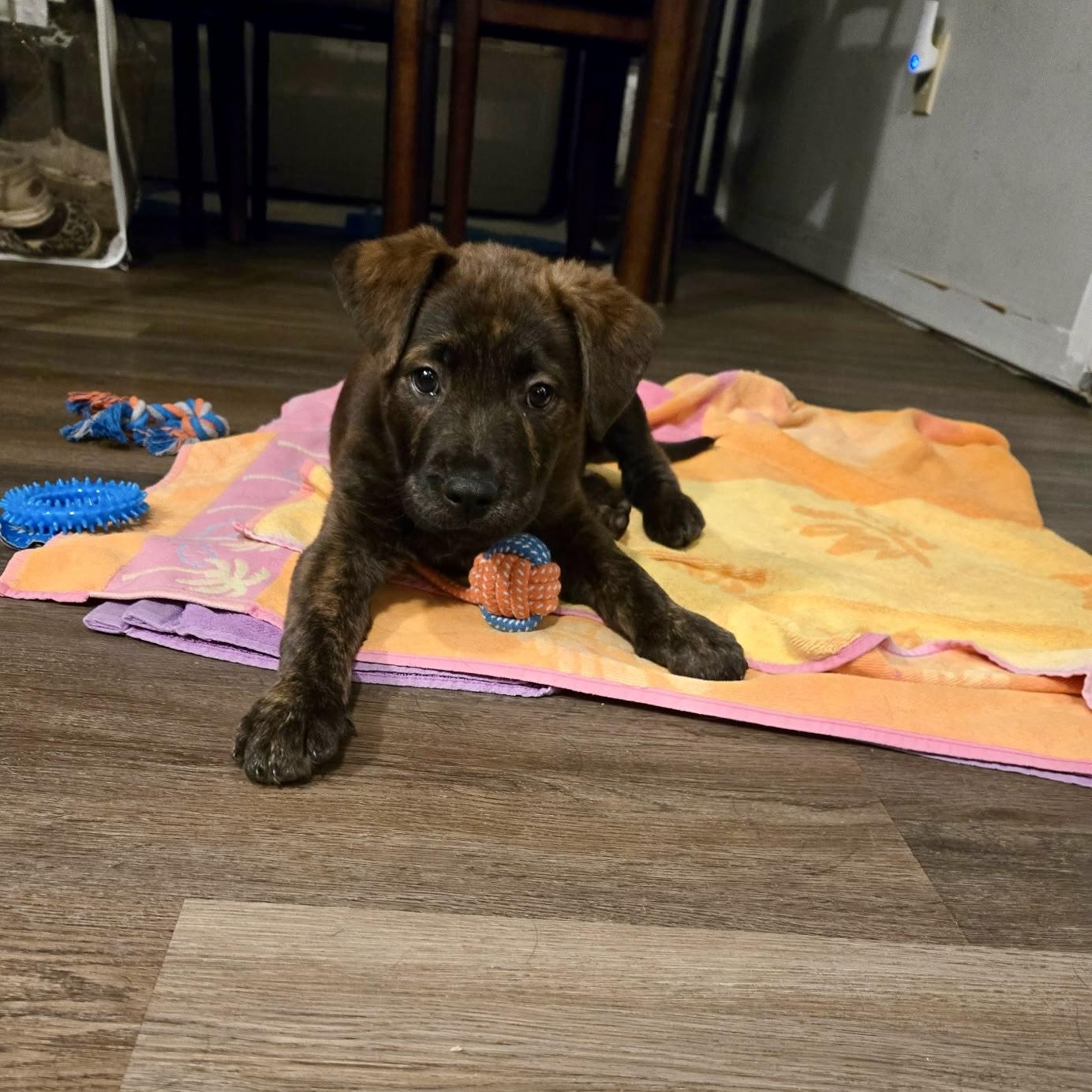 Pluto , ADOPTABLE, Puppy Male Retriever.