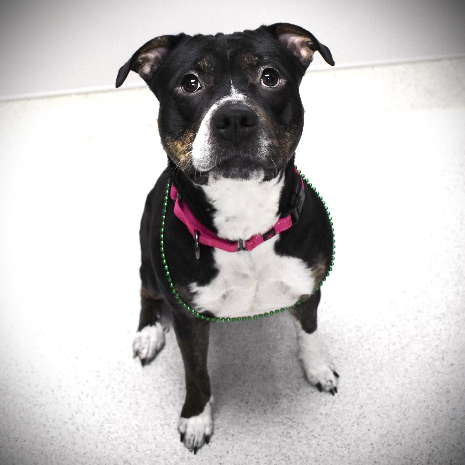 Enlarge Betsy, an adoptable mixed breed in Amsterdam, NY image 4/6