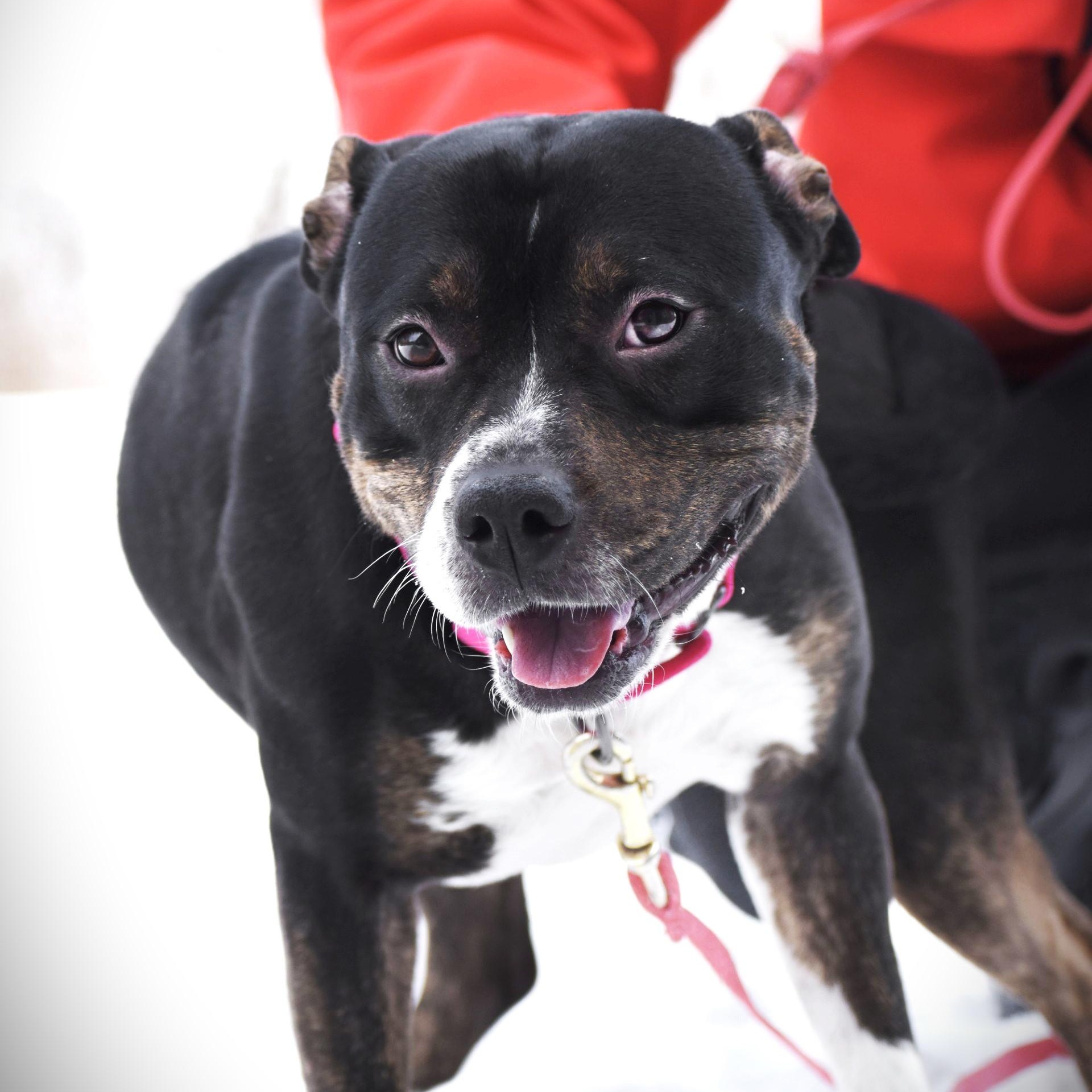 Enlarge Betsy, an adoptable mixed breed in Amsterdam, NY image 6/6