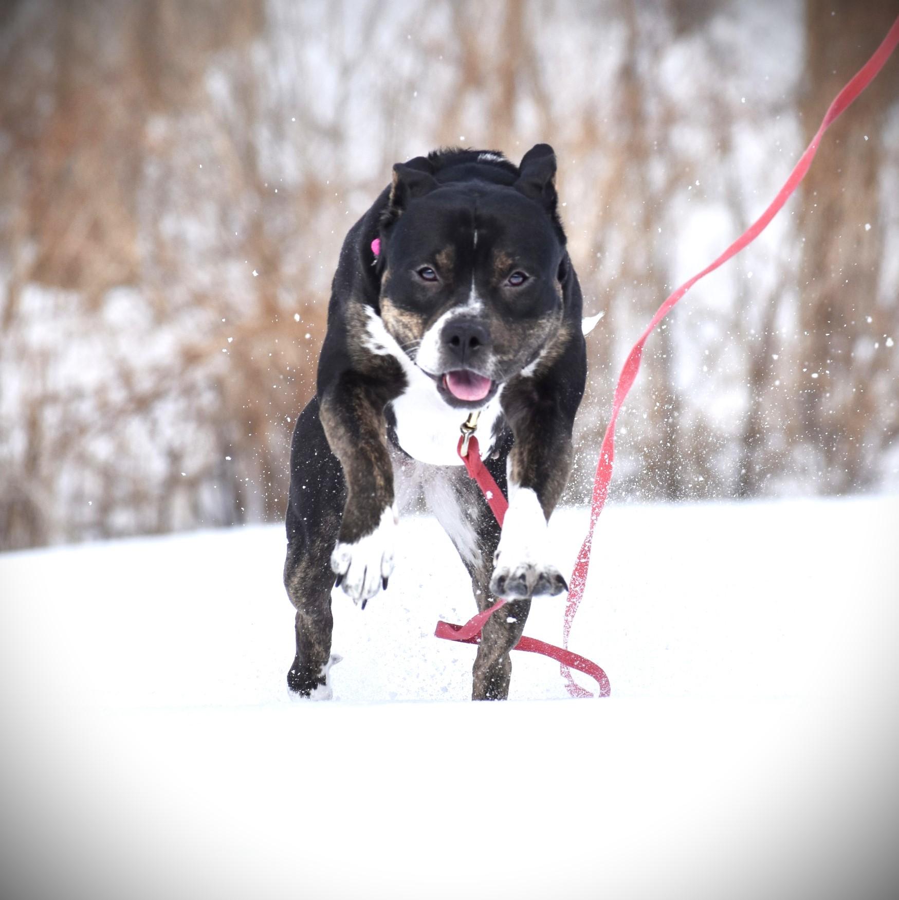 Enlarge Betsy, an adoptable mixed breed in Amsterdam, NY image 5/6