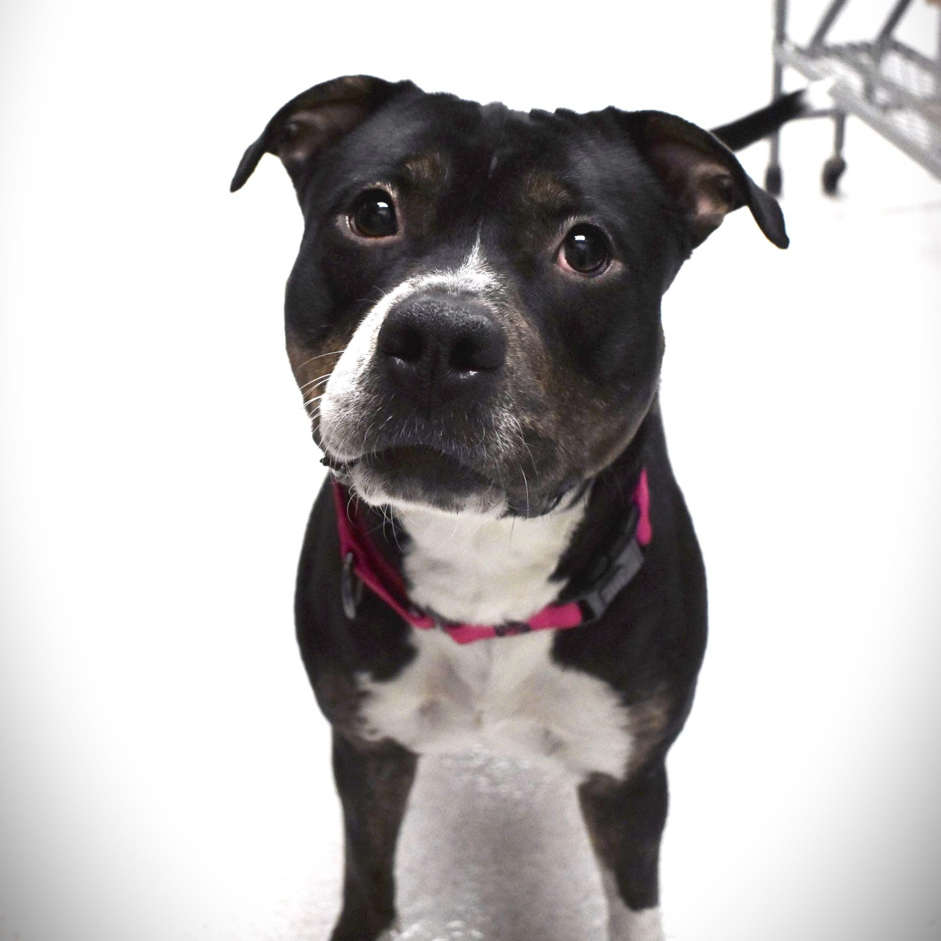 Enlarge Betsy, an adoptable mixed breed in Amsterdam, NY image 3/6