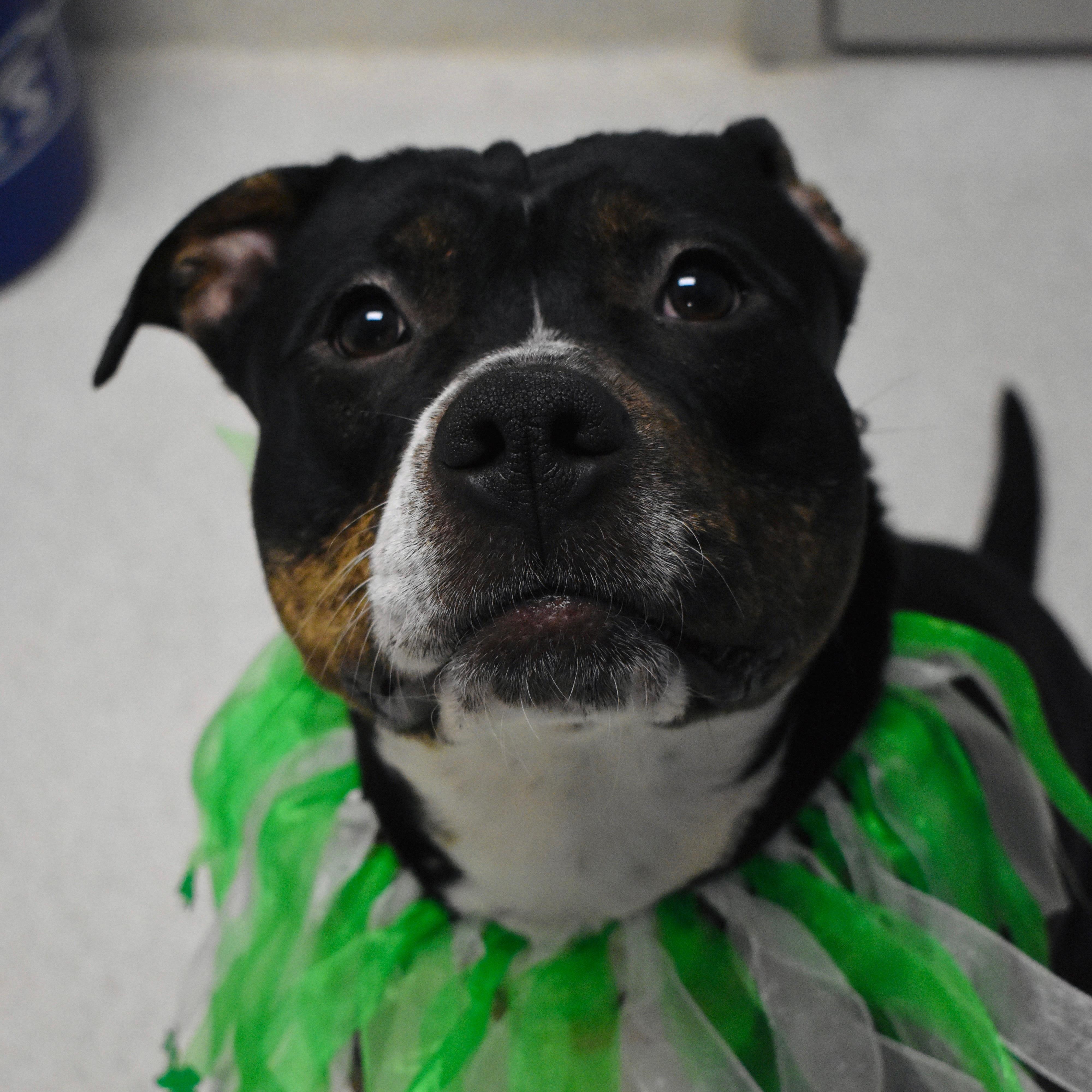 Enlarge Betsy, an adoptable mixed breed in Amsterdam, NY image 2/6