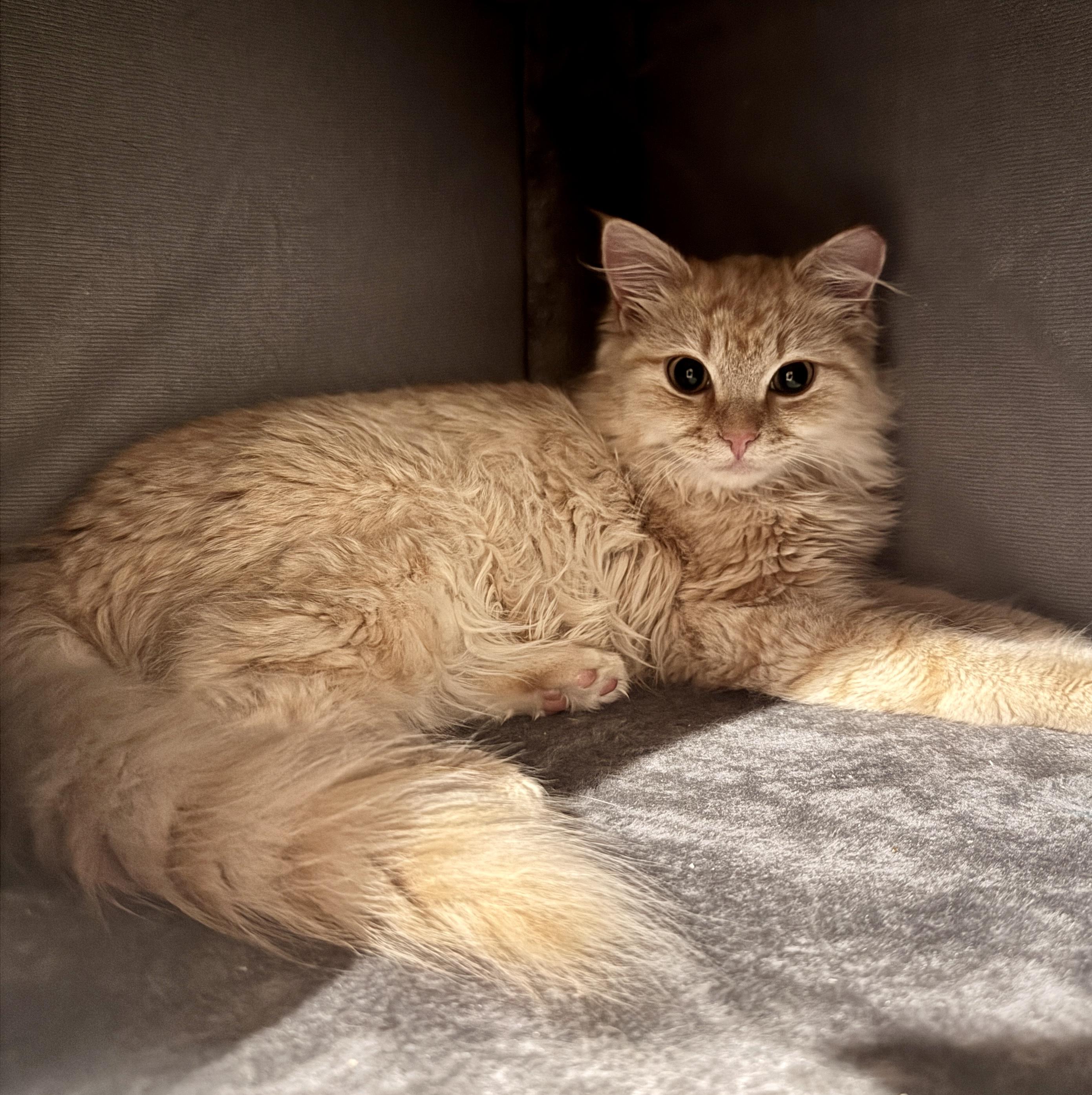 Enlarge Lord Fluffington I, an adoptable Maine Coon in Bethel, CT image 3/6