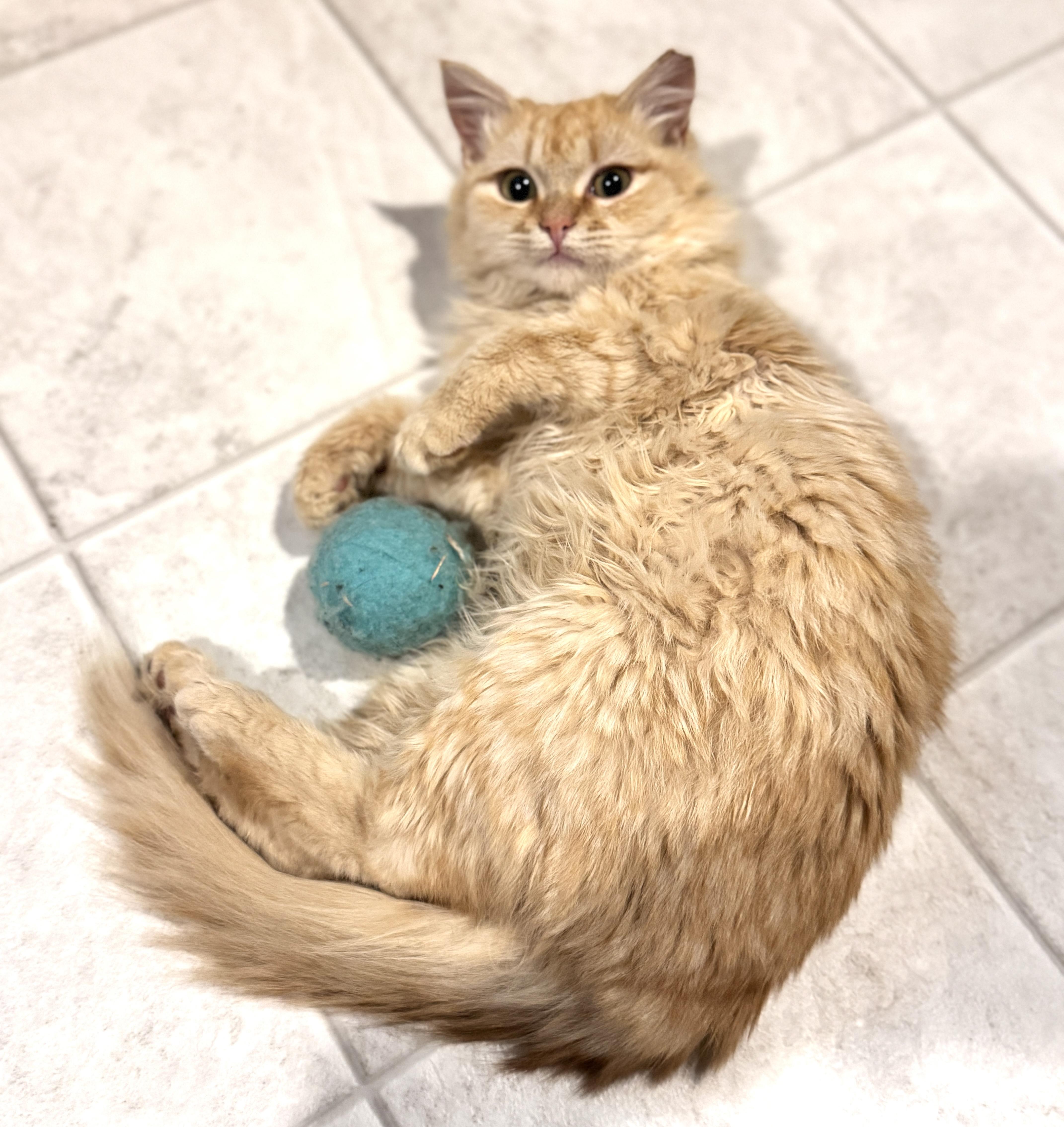 Enlarge Lord Fluffington I, an adoptable Maine Coon in Bethel, CT image 4/6