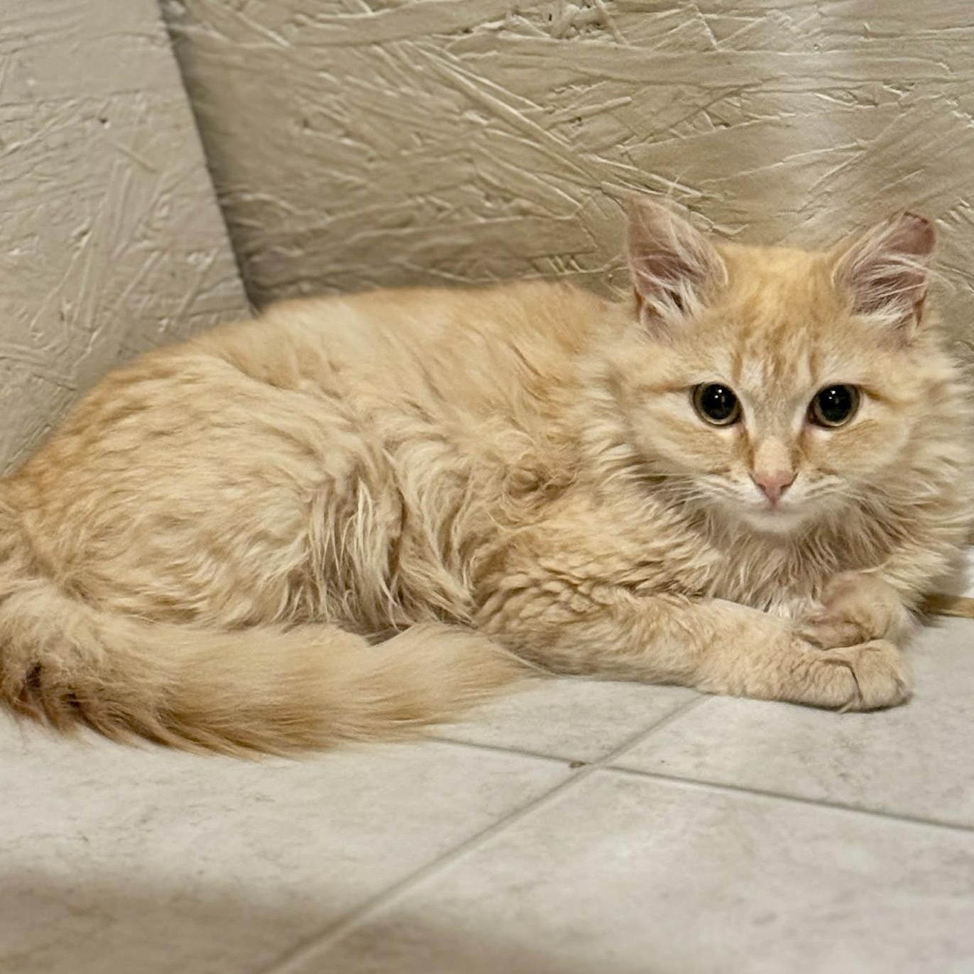 Lord Fluffington I, adoptable, Kitten Male Maine Coon.