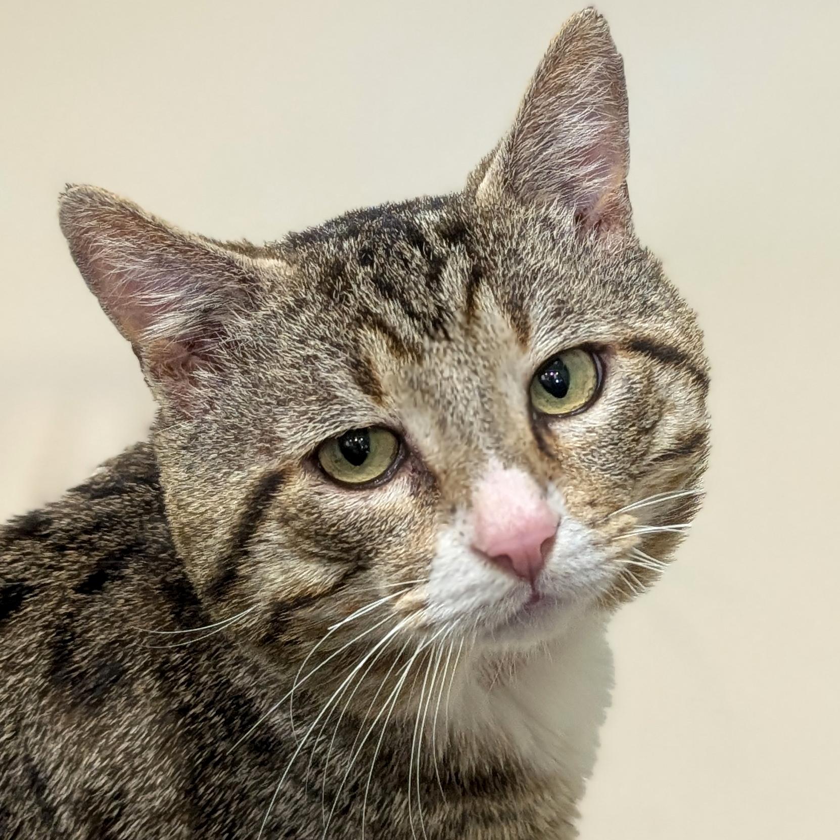 Enlarge Kovidar - Name Your Own Adoption Fee!, a ADOPTABLE Domestic Short Hair in Jefferson, WI image 1/5