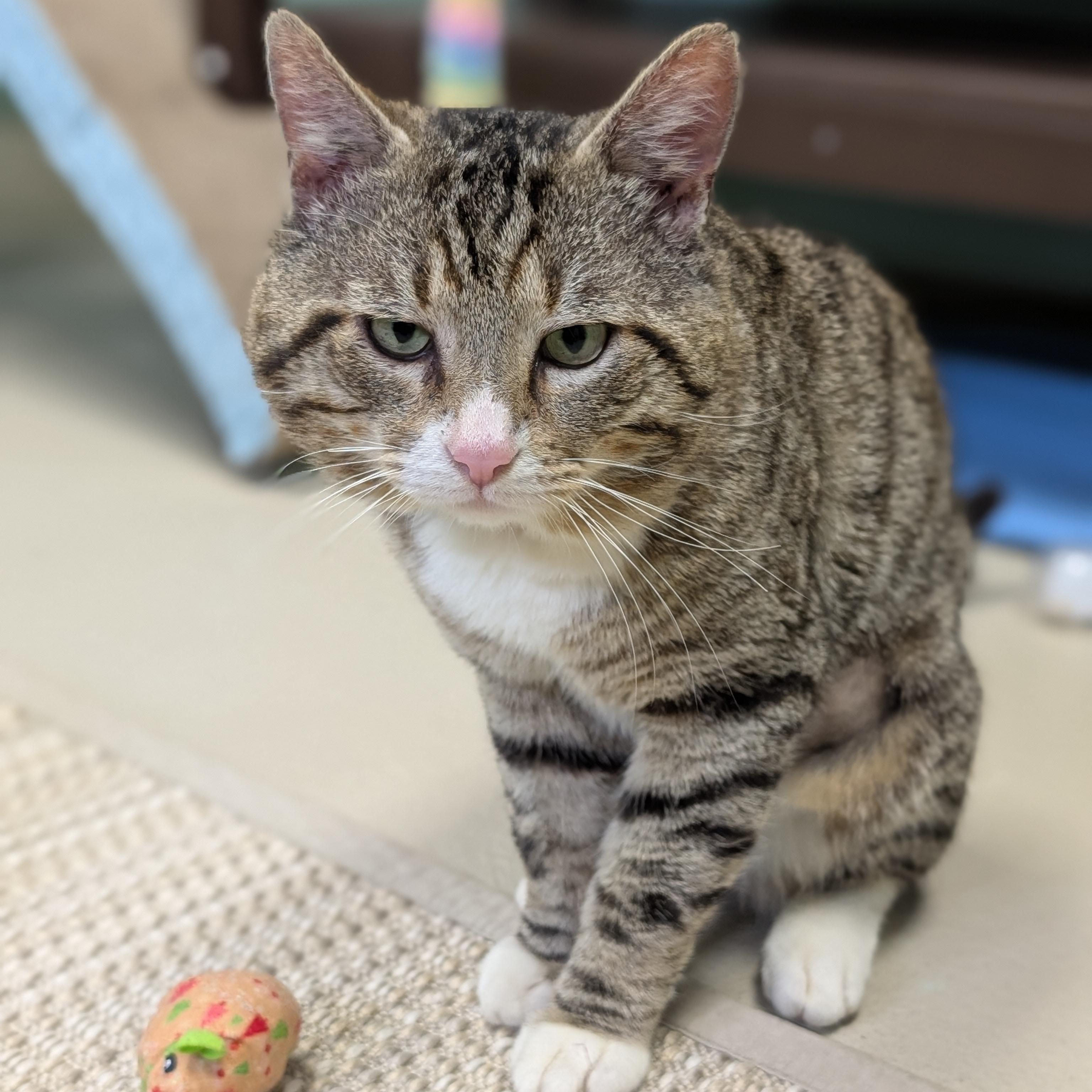 Enlarge Kovidar - Name Your Own Adoption Fee!, a ADOPTABLE Domestic Short Hair in Jefferson, WI image 3/5