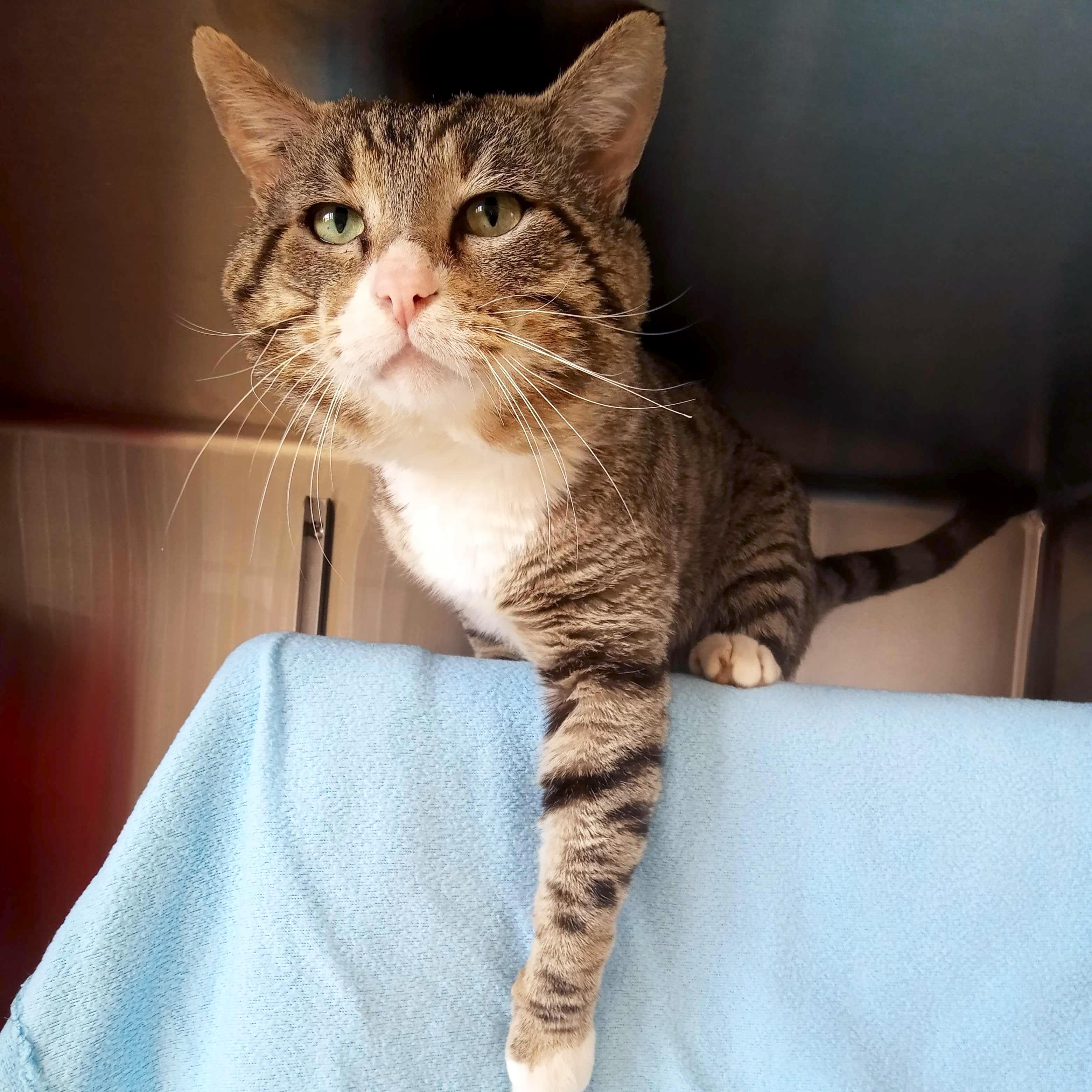 Enlarge Kovidar - Name Your Own Adoption Fee!, a ADOPTABLE Domestic Short Hair in Jefferson, WI image 2/5