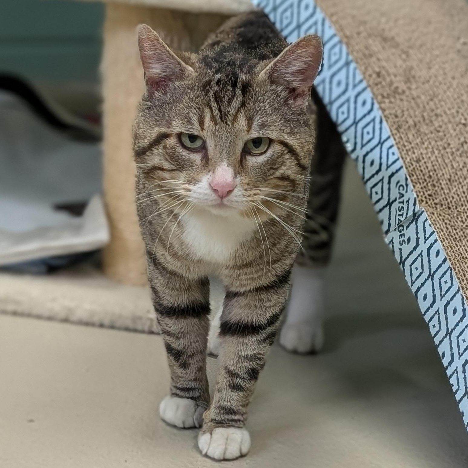 Enlarge Kovidar - Name Your Own Adoption Fee!, a ADOPTABLE Domestic Short Hair in Jefferson, WI image 5/5