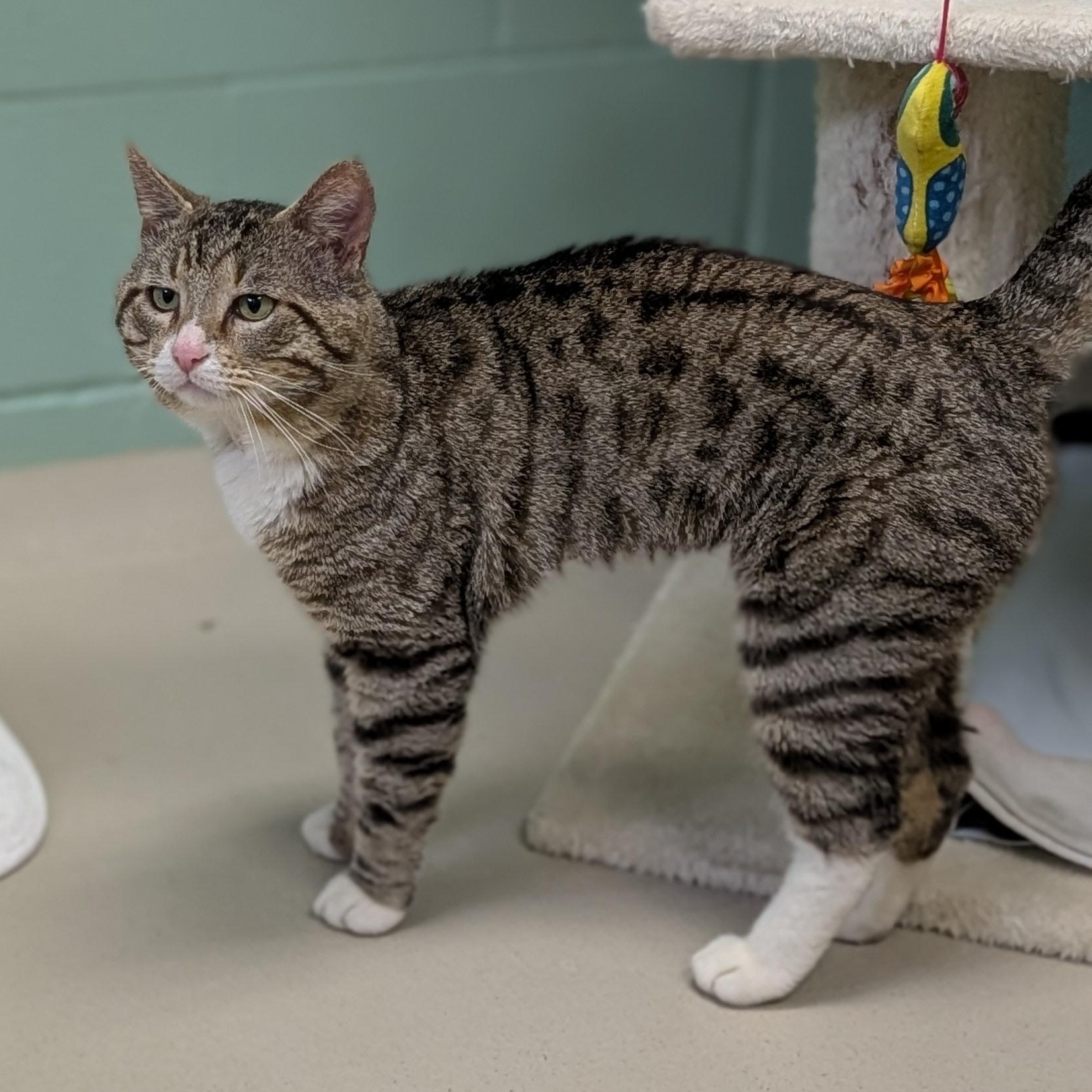 Enlarge Kovidar - Name Your Own Adoption Fee!, a ADOPTABLE Domestic Short Hair in Jefferson, WI image 4/5