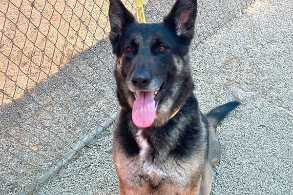 Glenda, adopted, Adult Female German Shepherd Dog.