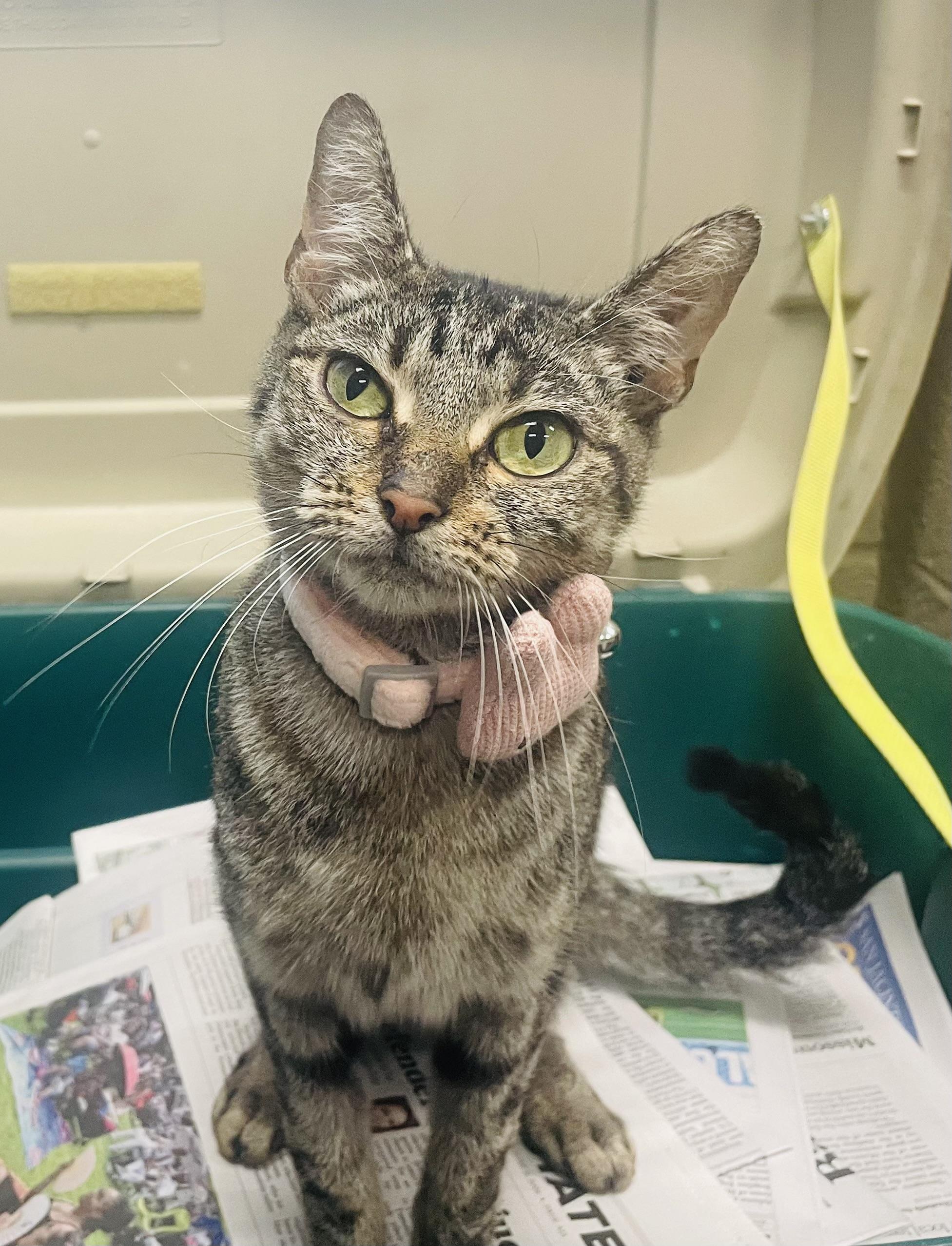 Moxie, ADOPTABLE, Young Female Domestic Short Hair & Tabby.