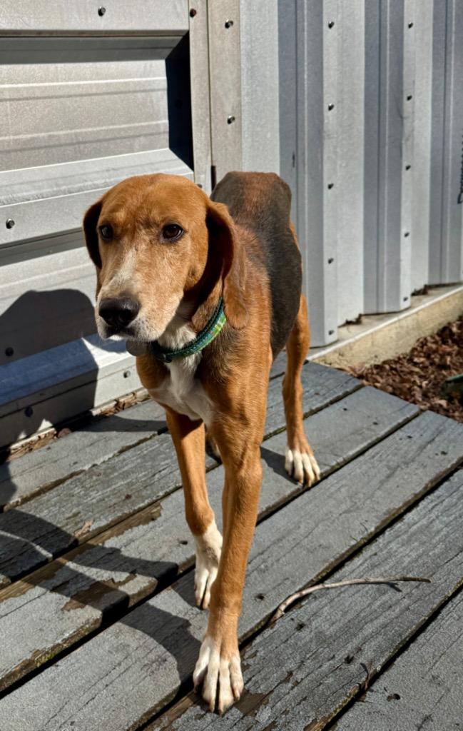 Beau, Adoptable, Adult Male Hound.