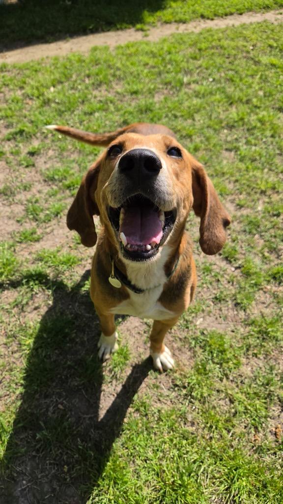 Enlarge Beau, a Adoptable Hound in Hampton, VA image 2/6