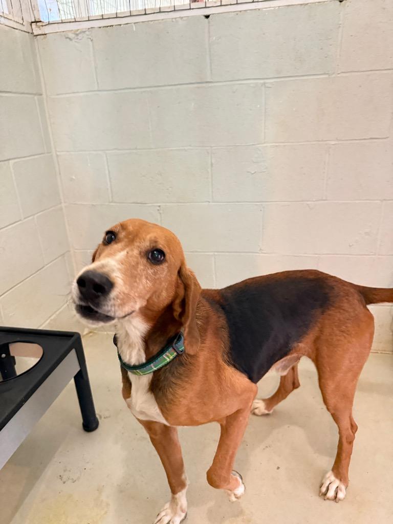 Enlarge Beau, a Adoptable Hound in Hampton, VA image 3/6