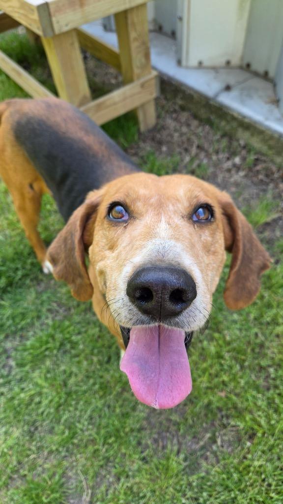 Enlarge Beau, a Adoptable Hound in Hampton, VA image 4/6