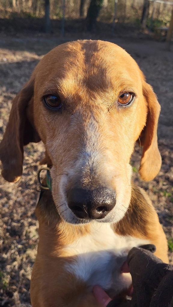 Enlarge Beau, a Adoptable Hound in Hampton, VA image 5/6