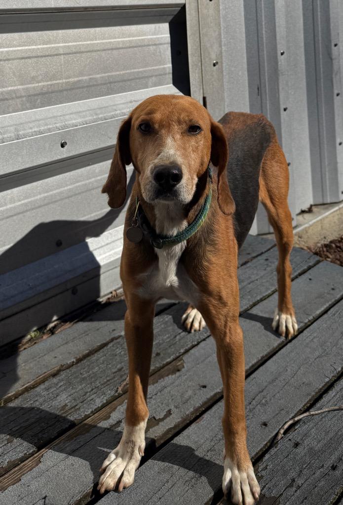 Enlarge Beau, a Adoptable Hound in Hampton, VA image 6/6