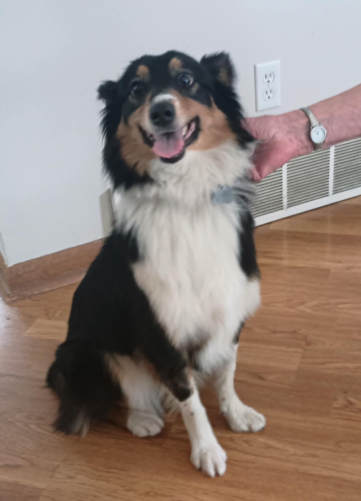 Enlarge Gia, a Adopted mixed breed in Eagle, MI image 2/4