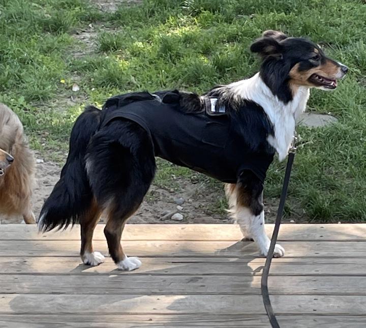 Enlarge Gia, a Adopted mixed breed in Eagle, MI image 4/4