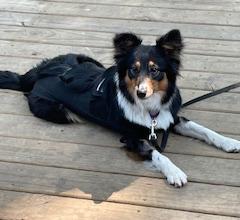 Enlarge Gia, a Adopted mixed breed in Eagle, MI image 1/4