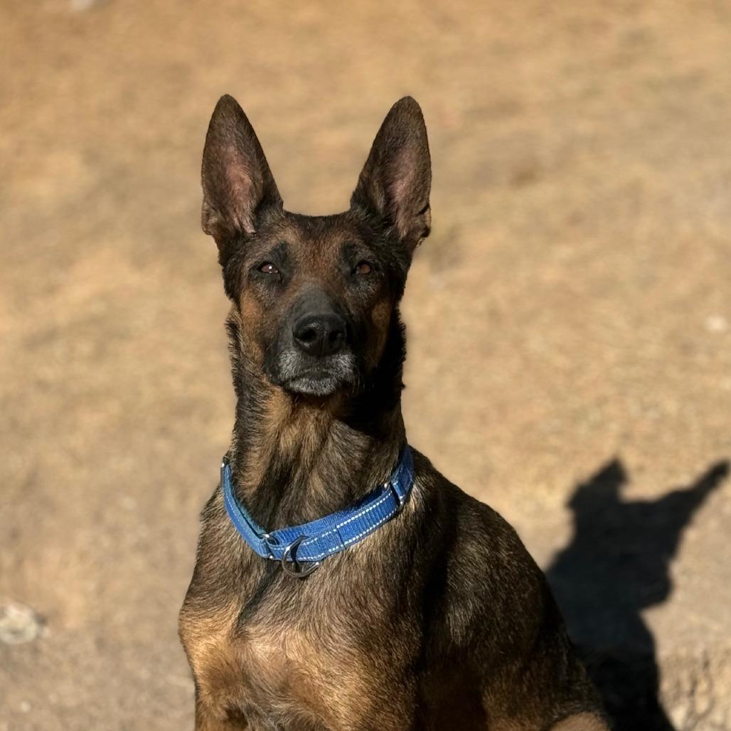 Enlarge Arina LLD, an adopted mixed breed in Springfield, MO image 3/5