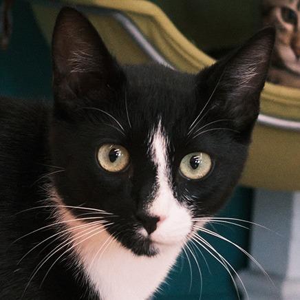 Enlarge Charlie, a Adoptable Domestic Short Hair in Morgan Hill, CA image 1/1