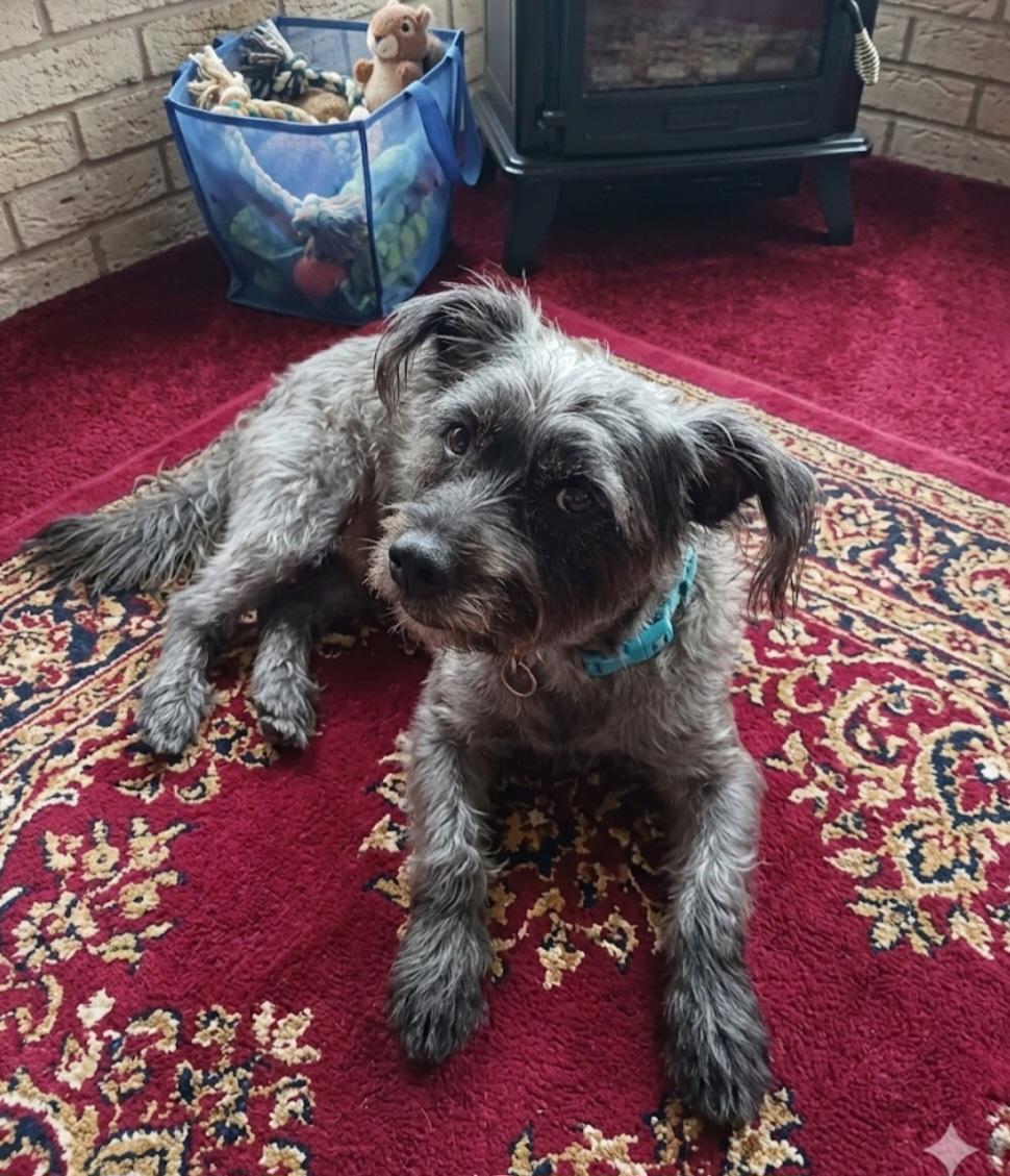Enlarge Sammy, a ADOPTABLE Glen of Imaal Terrier in New Port Richey, FL image 1/1