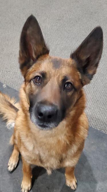 Kai, Adoptable, Adult Female Belgian Shepherd / Malinois.