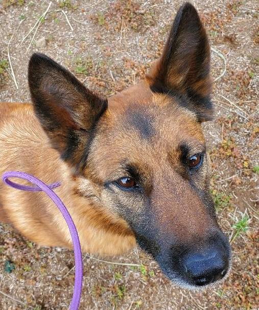 Kai, an adoptable Belgian Shepherd / Malinois in Bend, OR, 97703 | Photo Image 2