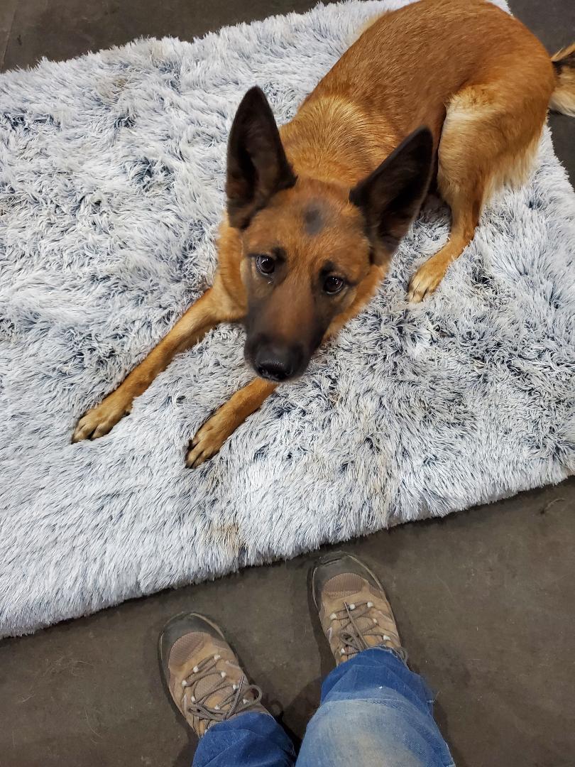 Kai, an adoptable Belgian Shepherd / Malinois in Bend, OR, 97703 | Photo Image 3