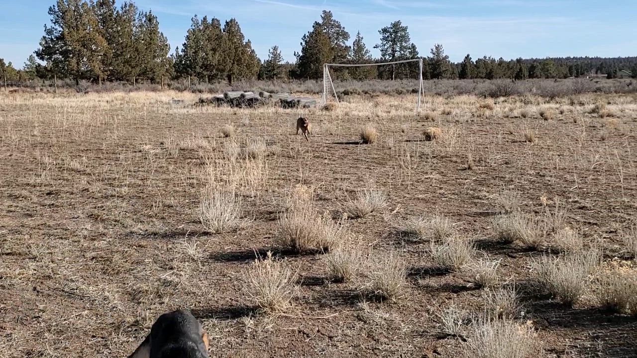 Enlarge Kai, a Adoptable mixed breed in Bend, OR video 4/5