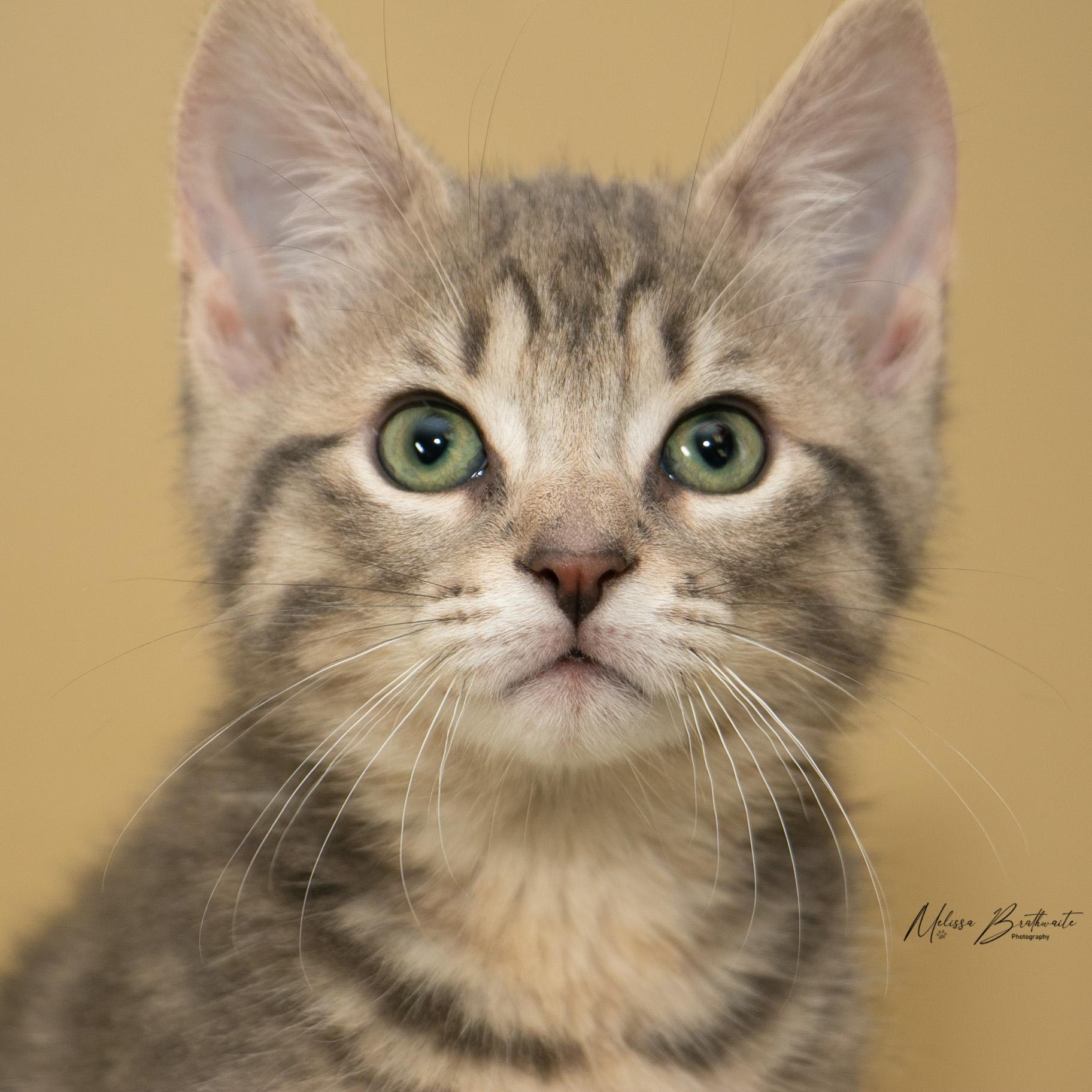 Enlarge Paddy, a ADOPTABLE Domestic Short Hair in Calgary, AB image 3/4