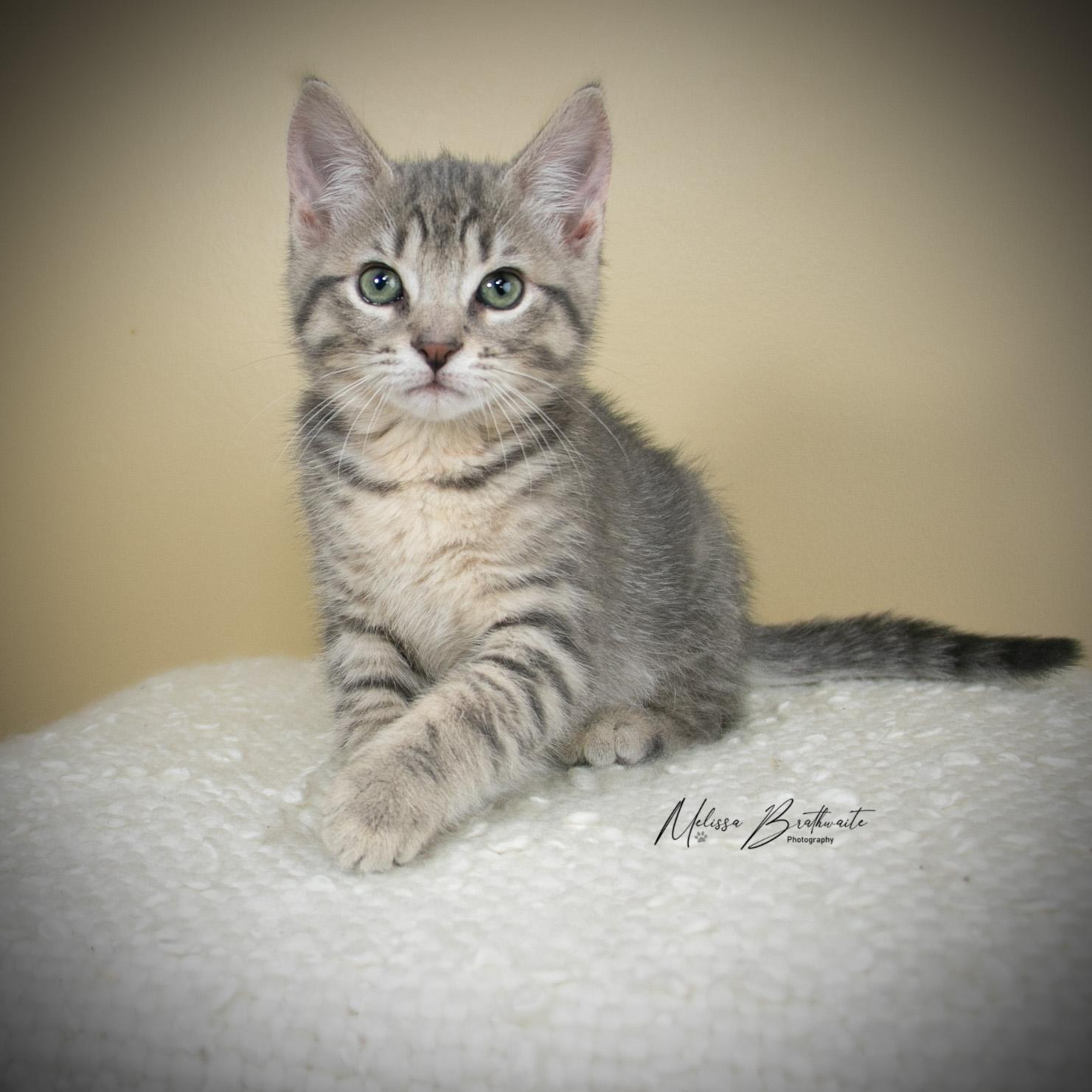 Paddy, ADOPTABLE, Kitten Male Domestic Short Hair.