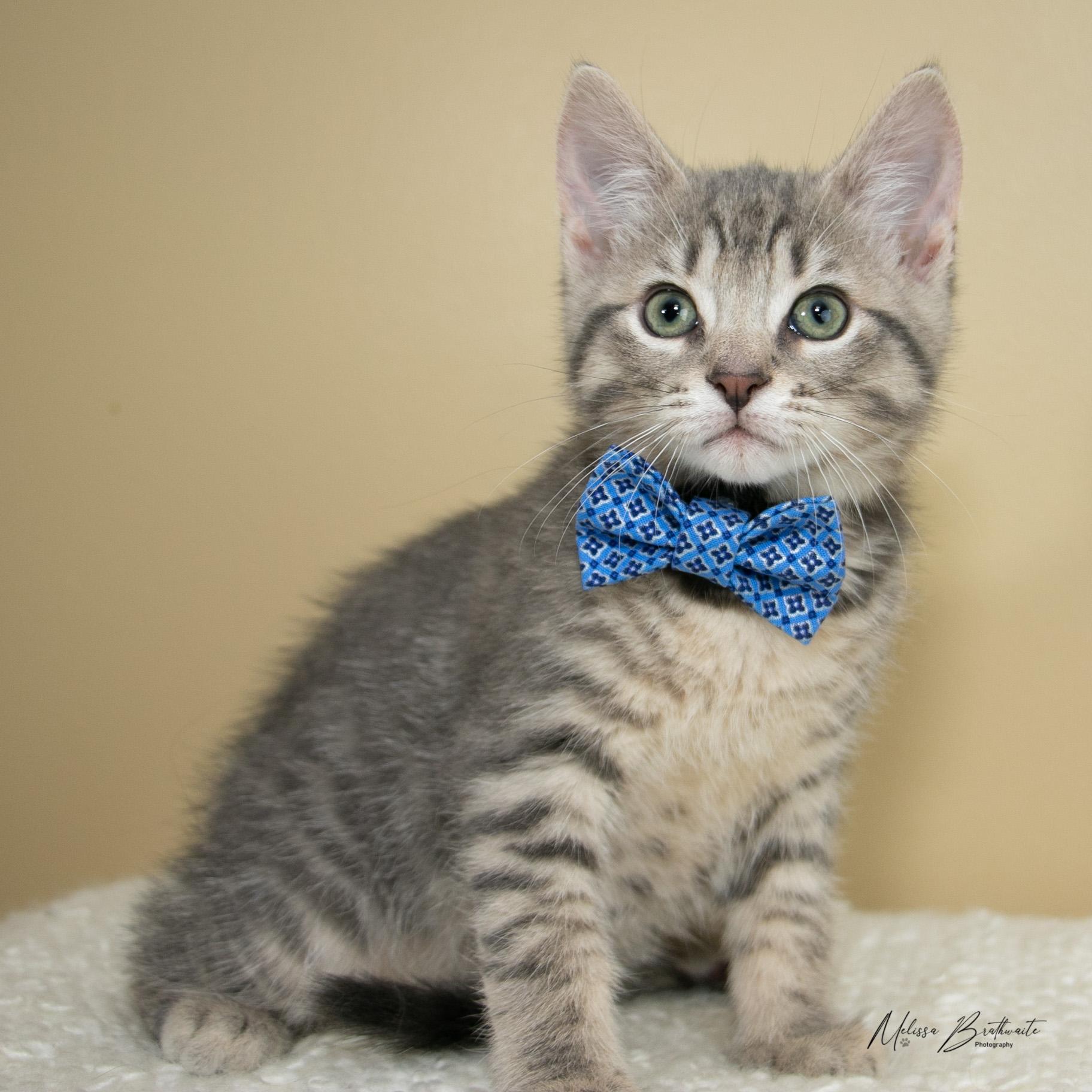 Enlarge Paddy, a ADOPTABLE Domestic Short Hair in Calgary, AB image 2/4