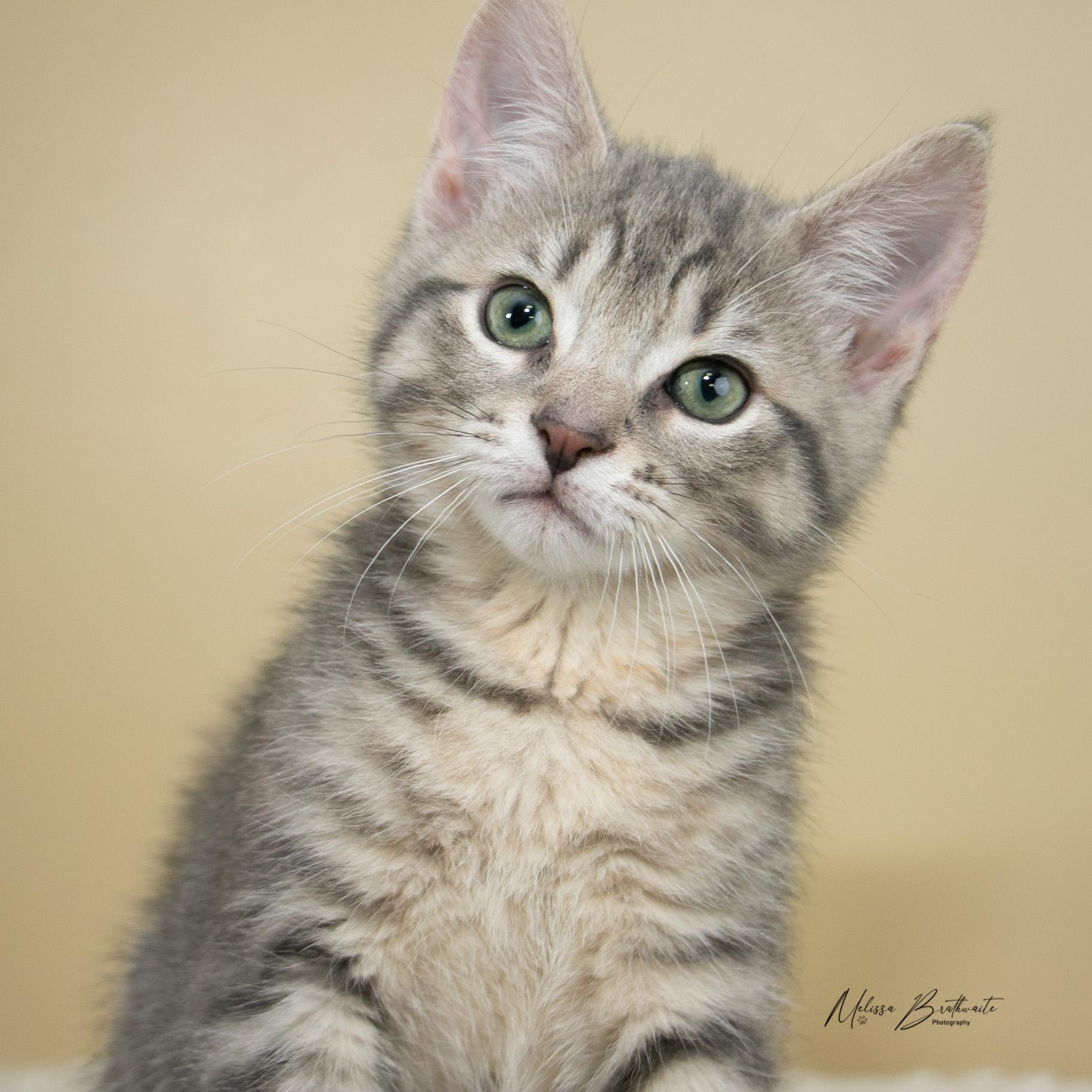 Enlarge Paddy, a ADOPTABLE Domestic Short Hair in Calgary, AB image 4/4
