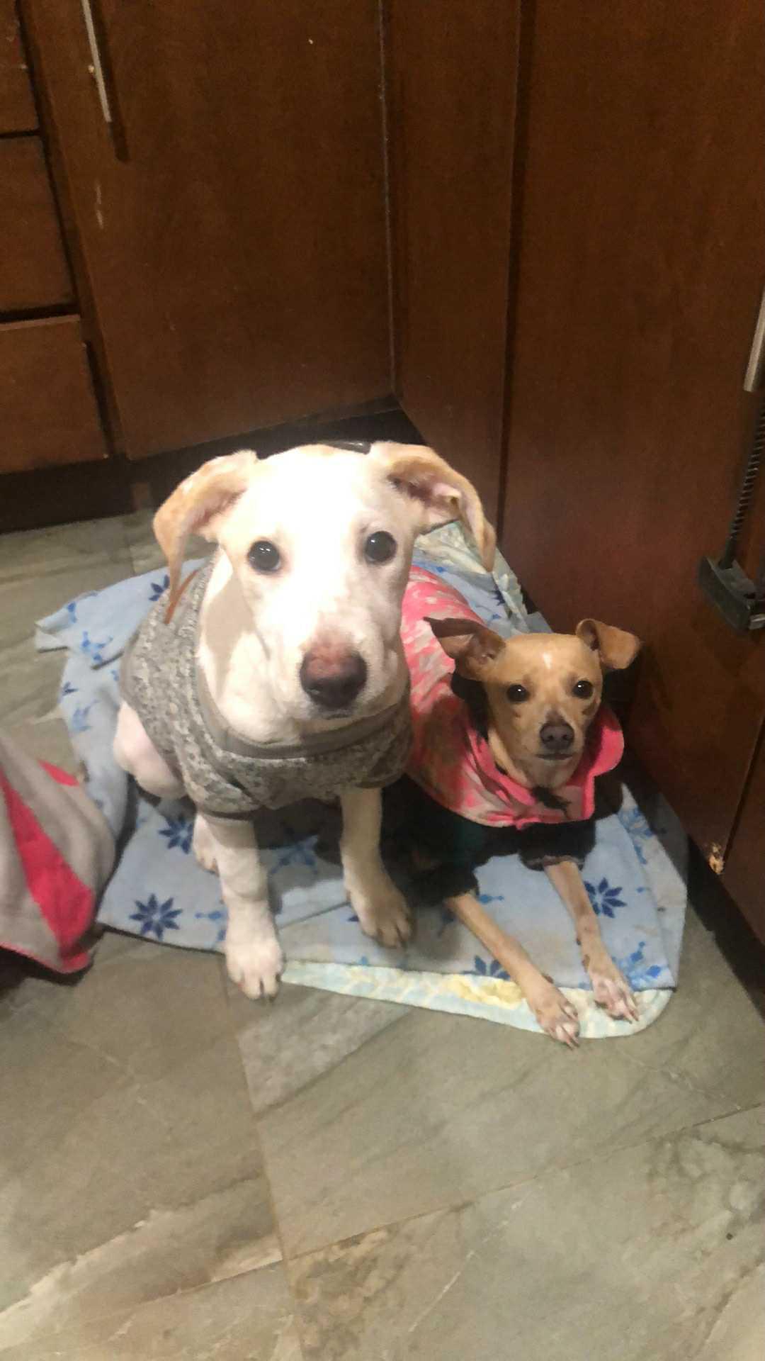 Hudson, Adoptable, Young Male Miniature Pinscher.